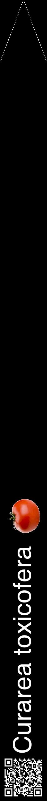 Étiquette de : Curarea toxicofera - format b - style blanche59hel avec qrcode et comestibilité simplifiée