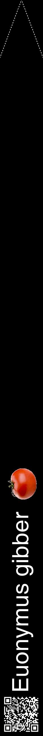 Étiquette de : Euonymus gibber - format b - style blanche59hel avec qrcode et comestibilité simplifiée