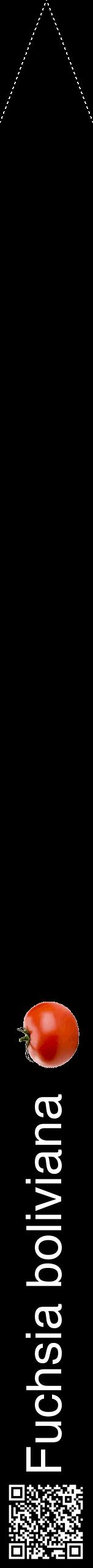 Étiquette de : Fuchsia boliviana - format b - style blanche59hel avec qrcode et comestibilité simplifiée