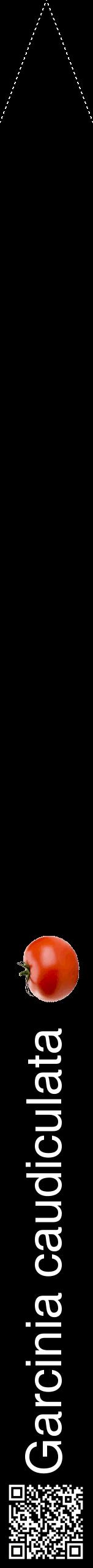 Étiquette de : Garcinia caudiculata - format b - style blanche59hel avec qrcode et comestibilité simplifiée
