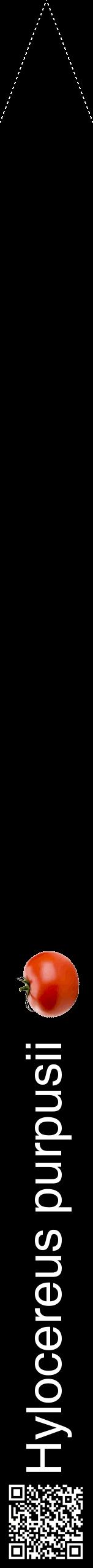 Étiquette de : Hylocereus purpusii - format b - style blanche59hel avec qrcode et comestibilité simplifiée