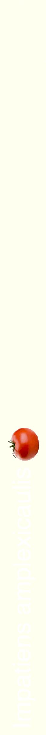 Étiquette de : Impatiens amplexicaulis - format b - style blanche19hel avec comestibilité simplifiée