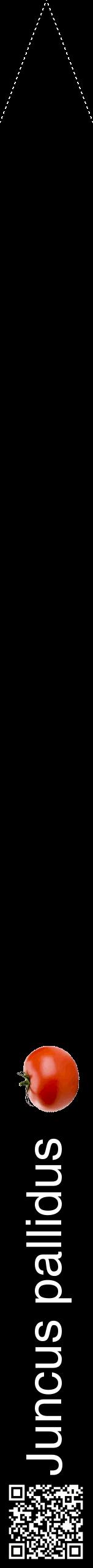 Étiquette de : Juncus pallidus - format b - style blanche59hel avec qrcode et comestibilité simplifiée