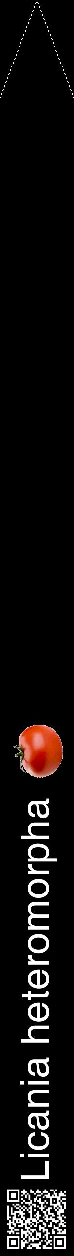 Étiquette de : Licania heteromorpha - format b - style blanche59hel avec qrcode et comestibilité simplifiée