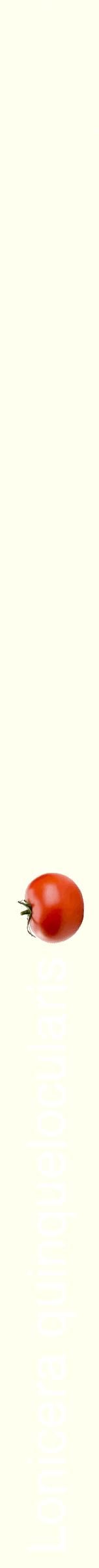 Étiquette de : Lonicera quinquelocularis - format b - style blanche19hel avec comestibilité simplifiée