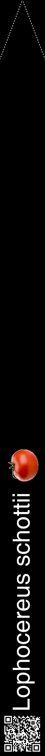 Étiquette de : Lophocereus schottii - format b - style blanche59hel avec qrcode et comestibilité simplifiée