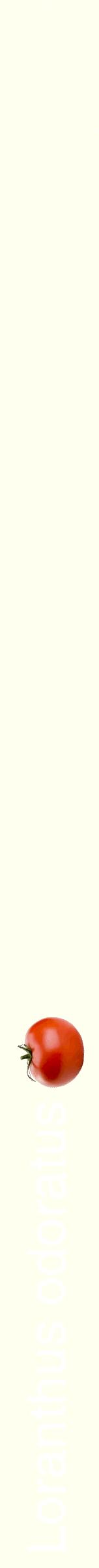Étiquette de : Loranthus odoratus - format b - style blanche19hel avec comestibilité simplifiée