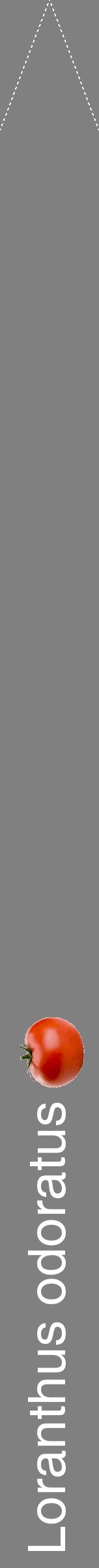Étiquette de : Loranthus odoratus - format b - style blanche57hel avec comestibilité simplifiée