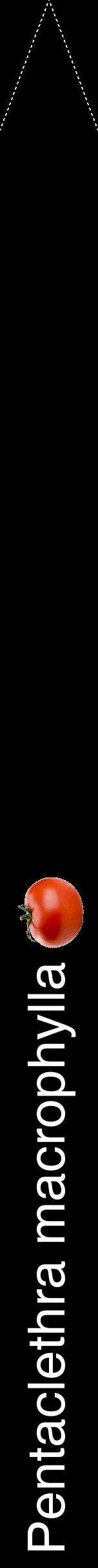 Étiquette de : Pentaclethra macrophylla - format b - style blanche59hel avec comestibilité simplifiée
