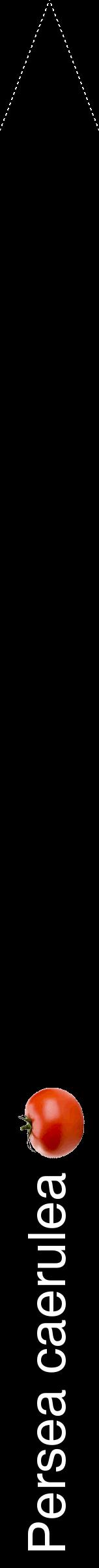 Étiquette de : Persea caerulea - format b - style blanche59hel avec comestibilité simplifiée