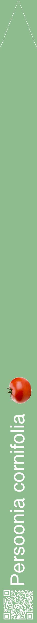 Étiquette de : Persoonia cornifolia - format b - style blanche13hel avec qrcode et comestibilité simplifiée