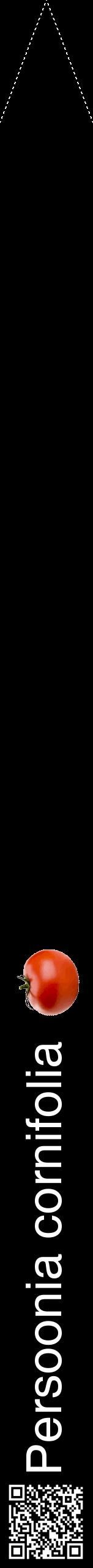 Étiquette de : Persoonia cornifolia - format b - style blanche59hel avec qrcode et comestibilité simplifiée
