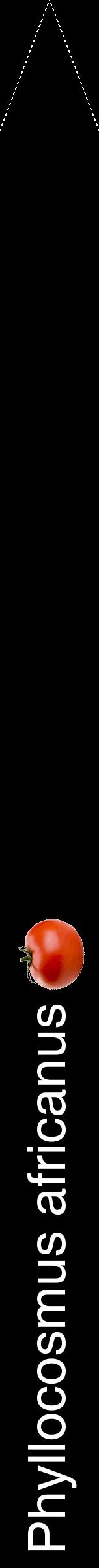 Étiquette de : Phyllocosmus africanus - format b - style blanche59hel avec comestibilité simplifiée