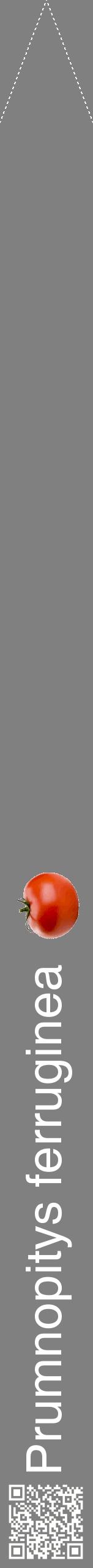 Étiquette de : Prumnopitys ferruginea - format b - style blanche57hel avec qrcode et comestibilité simplifiée
