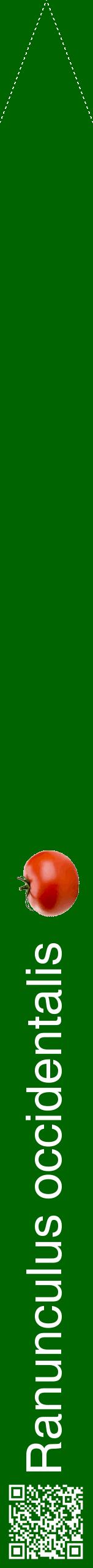 Étiquette de : Ranunculus occidentalis - format b - style blanche8hel avec qrcode et comestibilité simplifiée