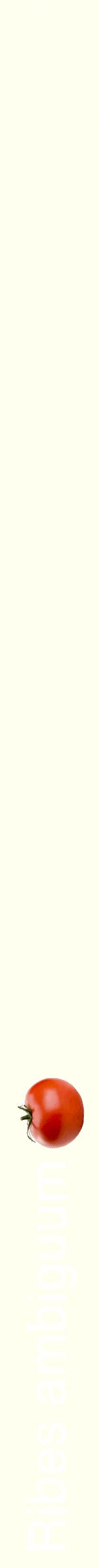 Étiquette de : Ribes ambiguum - format b - style blanche19hel avec comestibilité simplifiée