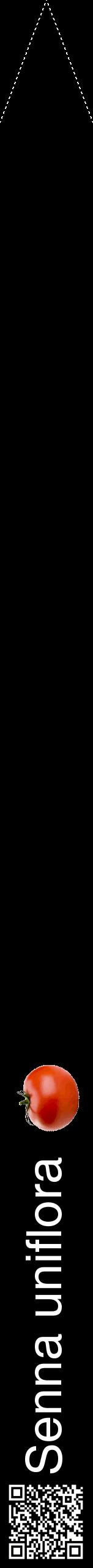 Étiquette de : Senna uniflora - format b - style blanche59hel avec qrcode et comestibilité simplifiée