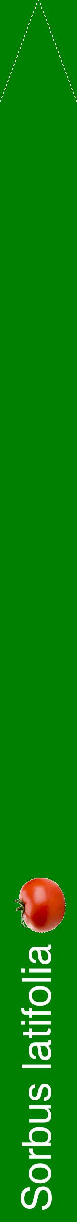 Étiquette de : Sorbus latifolia - format b - style blanche9hel avec comestibilité simplifiée