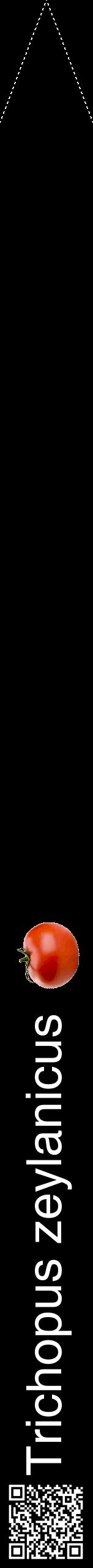 Étiquette de : Trichopus zeylanicus - format b - style blanche59hel avec qrcode et comestibilité simplifiée