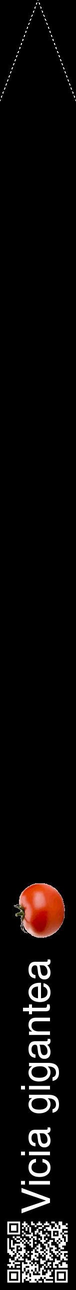 Étiquette de : Vicia gigantea - format b - style blanche59hel avec qrcode et comestibilité simplifiée