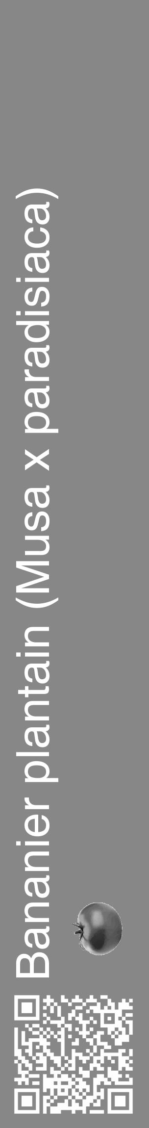 Étiquette de : Musa x paradisiaca - format c - style blanche12_basique_basiquehel avec qrcode et comestibilité simplifiée - position verticale