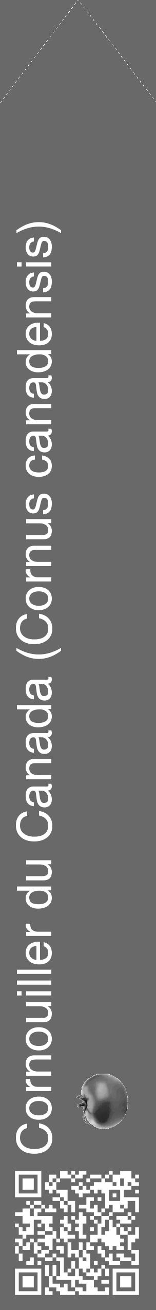 Étiquette de : Cornus canadensis - format c - style blanche51_simple_simplehel avec qrcode et comestibilité simplifiée - position verticale