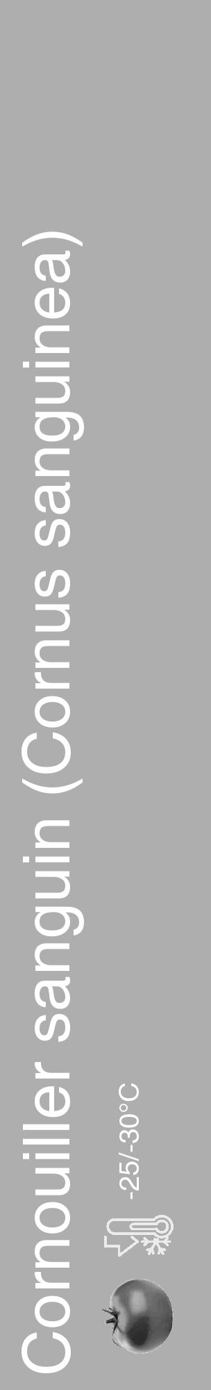 Étiquette de : Cornus sanguinea - format c - style blanche53_basique_basiquehel avec comestibilité simplifiée - position verticale