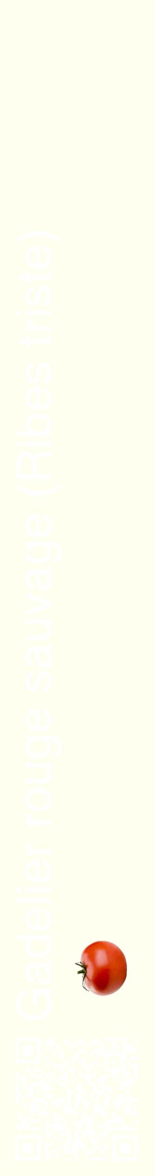 Étiquette de : Ribes triste - format c - style blanche19_basiquehel avec qrcode et comestibilité simplifiée