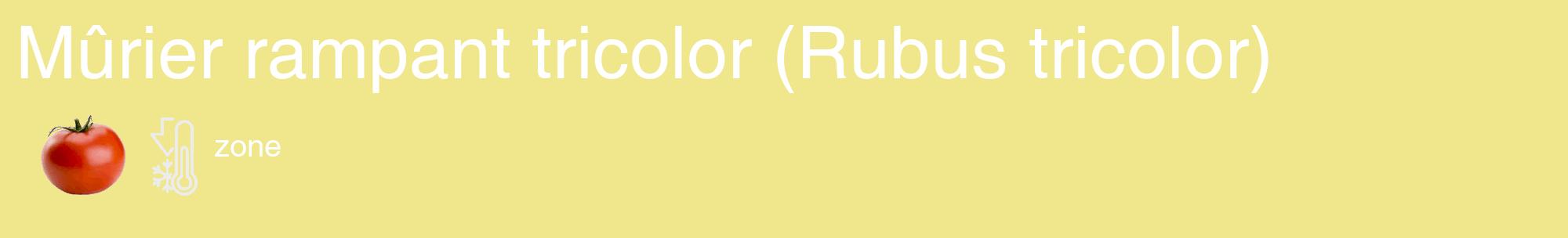 Étiquette de : Rubus tricolor - format c - style blanche20_basique_basiquehel avec comestibilité simplifiée