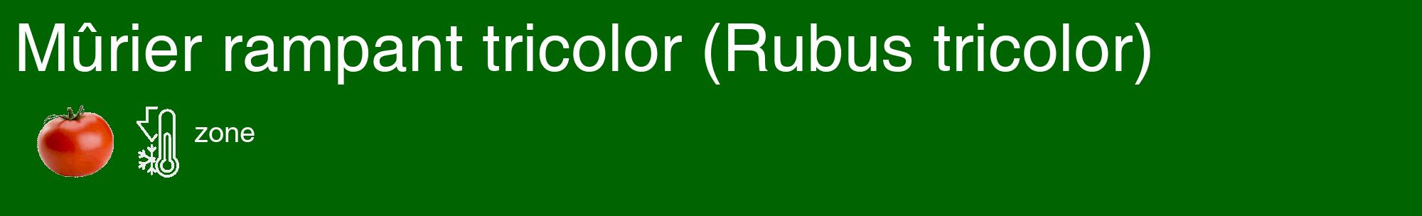 Étiquette de : Rubus tricolor - format c - style blanche8_basique_basiquehel avec comestibilité simplifiée