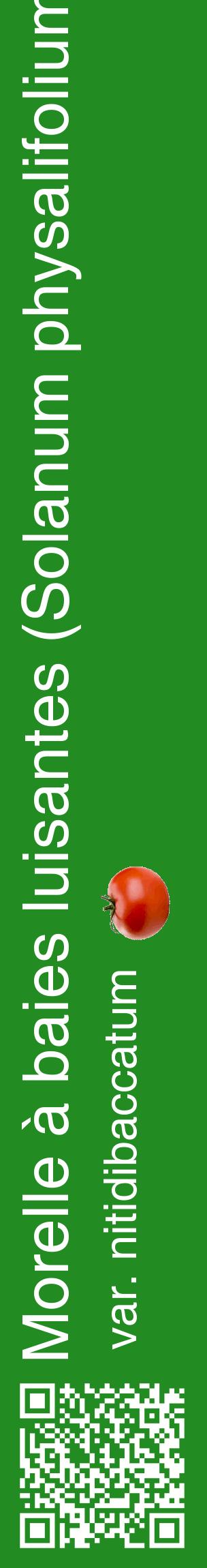 Étiquette de : Solanum physalifolium var. nitidibaccatum - format c - style blanche10_basiquehel avec qrcode et comestibilité simplifiée