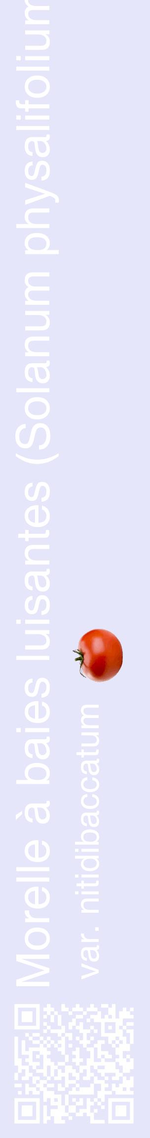 Étiquette de : Solanum physalifolium var. nitidibaccatum - format c - style blanche55_basiquehel avec qrcode et comestibilité simplifiée