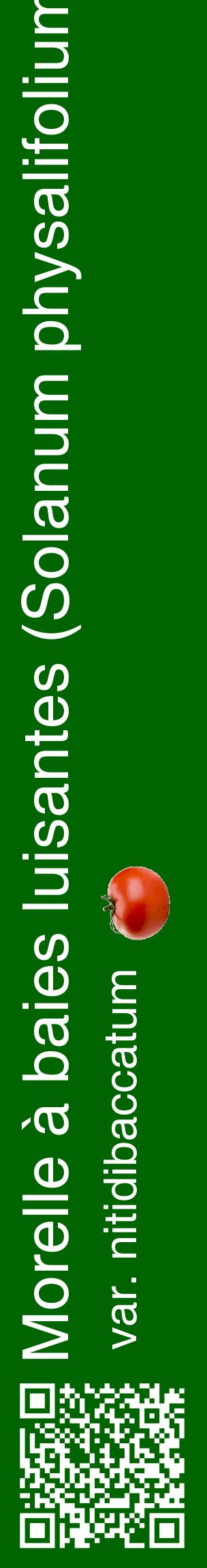 Étiquette de : Solanum physalifolium var. nitidibaccatum - format c - style blanche8_basiquehel avec qrcode et comestibilité simplifiée