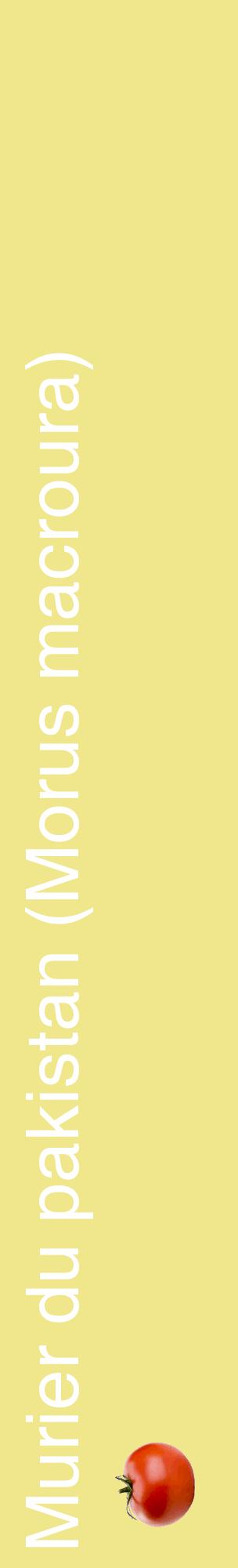 Étiquette de : Morus macroura - format c - style blanche20_basiquehel avec comestibilité simplifiée