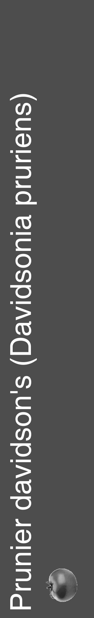 Étiquette de : Davidsonia pruriens - format c - style blanche28_basique_basiquehel avec comestibilité simplifiée - position verticale