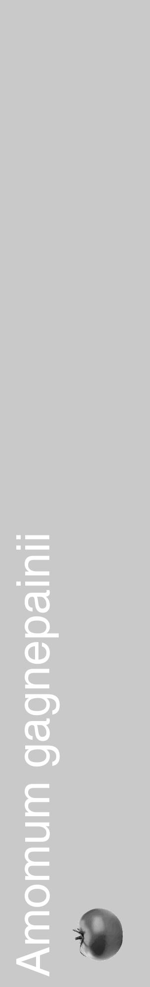 Étiquette de : Amomum gagnepainii - format c - style blanche54_basique_basiquehel avec comestibilité simplifiée - position verticale