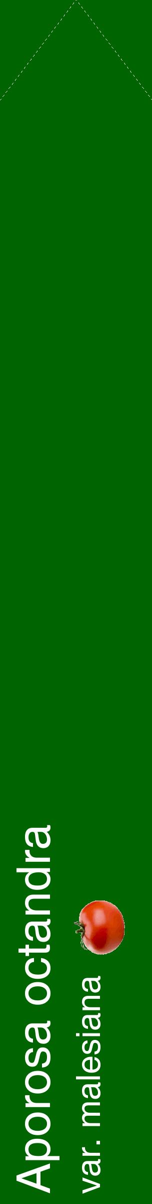 Étiquette de : Aporosa octandra var. malesiana - format c - style blanche8_simplehel avec comestibilité simplifiée