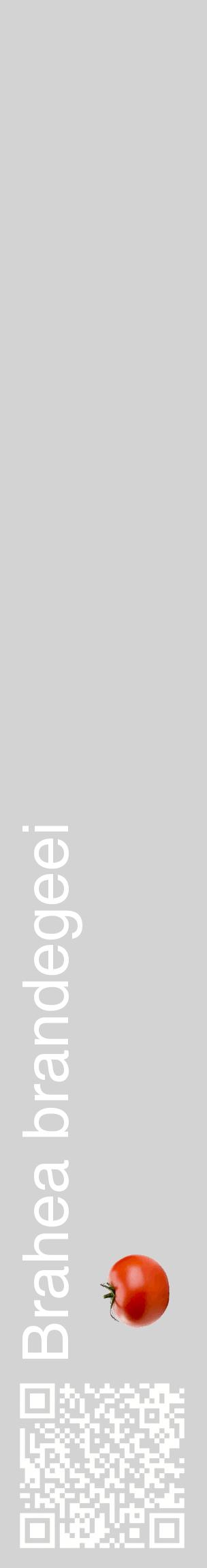 Étiquette de : Brahea brandegeei - format c - style blanche56_basiquehel avec qrcode et comestibilité simplifiée