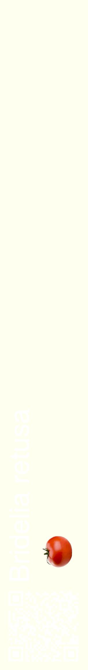 Étiquette de : Bridelia retusa - format c - style blanche19_basiquehel avec qrcode et comestibilité simplifiée