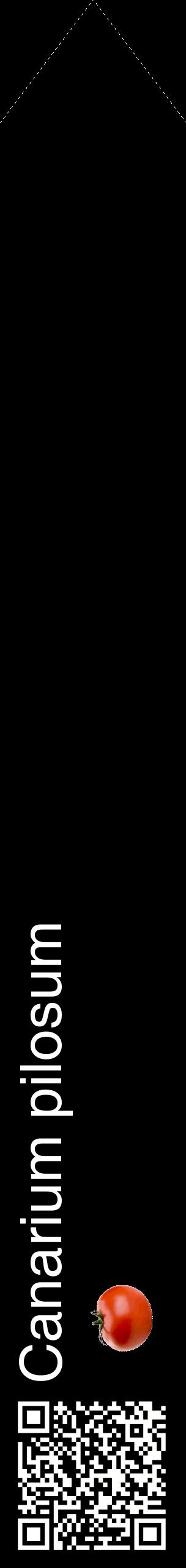 Étiquette de : Canarium pilosum - format c - style blanche59_simplehel avec qrcode et comestibilité simplifiée