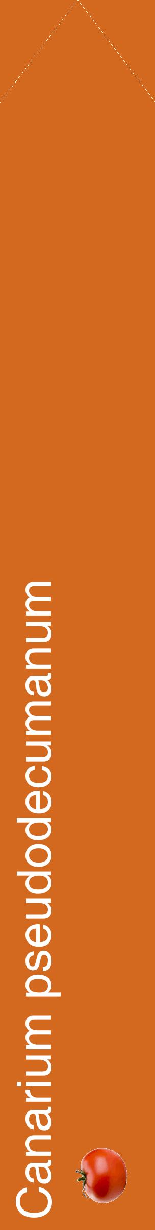 Étiquette de : Canarium pseudodecumanum - format c - style blanche31_simplehel avec comestibilité simplifiée