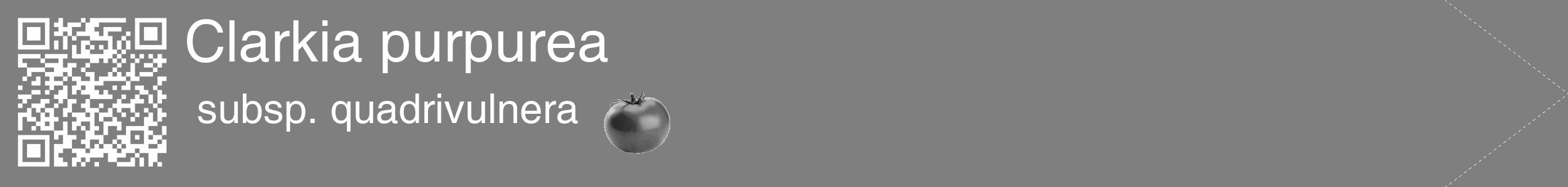 Étiquette de : Clarkia purpurea subsp. quadrivulnera - format c - style blanche57_simple_simplehel avec qrcode et comestibilité simplifiée