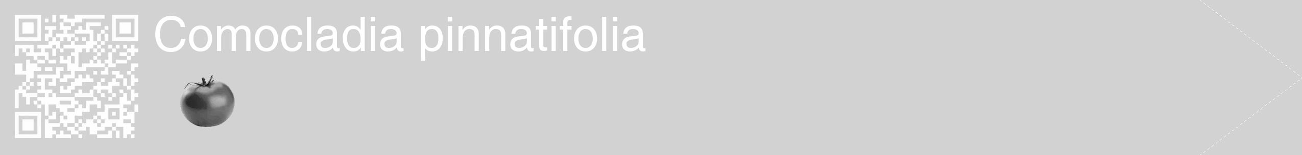 Étiquette de : Comocladia pinnatifolia - format c - style blanche14_simple_simplehel avec qrcode et comestibilité simplifiée