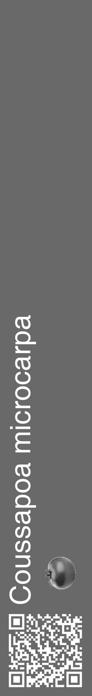 Étiquette de : Coussapoa microcarpa - format c - style blanche11_basique_basiquehel avec qrcode et comestibilité simplifiée - position verticale