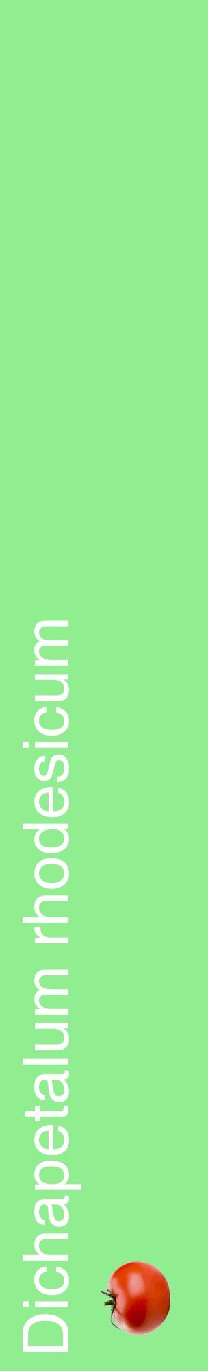 Étiquette de : Dichapetalum rhodesicum - format c - style blanche15_basiquehel avec comestibilité simplifiée