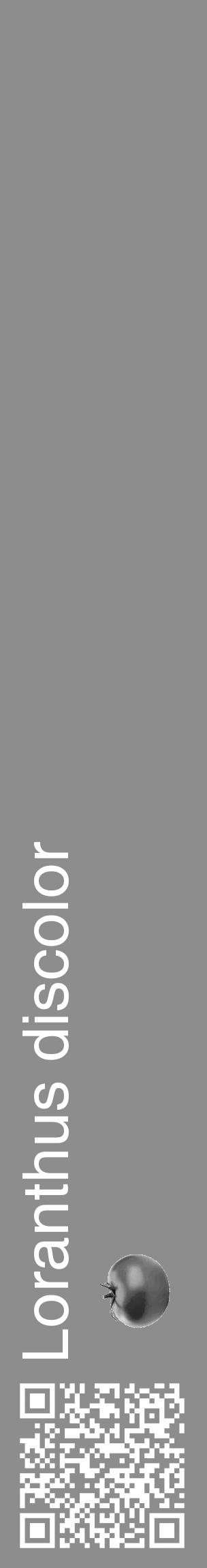 Étiquette de : Loranthus discolor - format c - style blanche2_basique_basiquehel avec qrcode et comestibilité simplifiée - position verticale