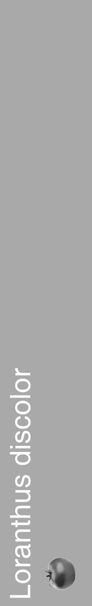 Étiquette de : Loranthus discolor - format c - style blanche13_basique_basiquehel avec comestibilité simplifiée - position verticale