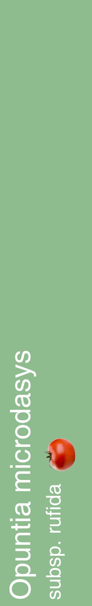 Étiquette de : Opuntia microdasys subsp. rufida - format c - style blanche13_basiquehel avec comestibilité simplifiée
