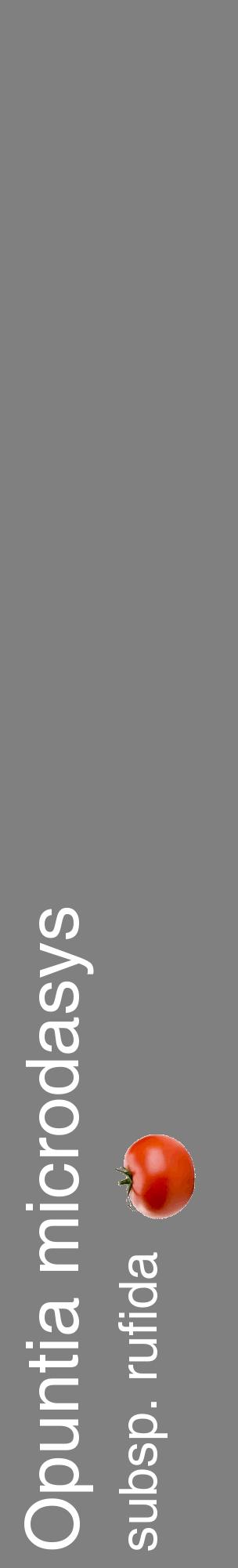 Étiquette de : Opuntia microdasys subsp. rufida - format c - style blanche57_basiquehel avec comestibilité simplifiée