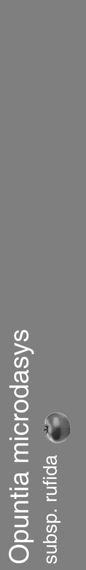 Étiquette de : Opuntia microdasys subsp. rufida - format c - style blanche57_basique_basiquehel avec comestibilité simplifiée - position verticale